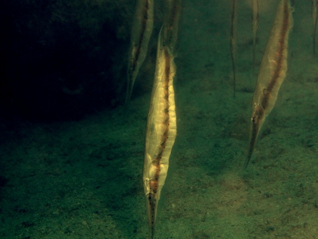 Aeoliscus Punctulatus